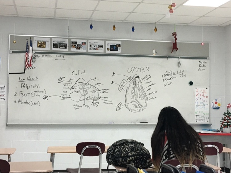 studying the anatomy of oyster and clams in Aquatic science