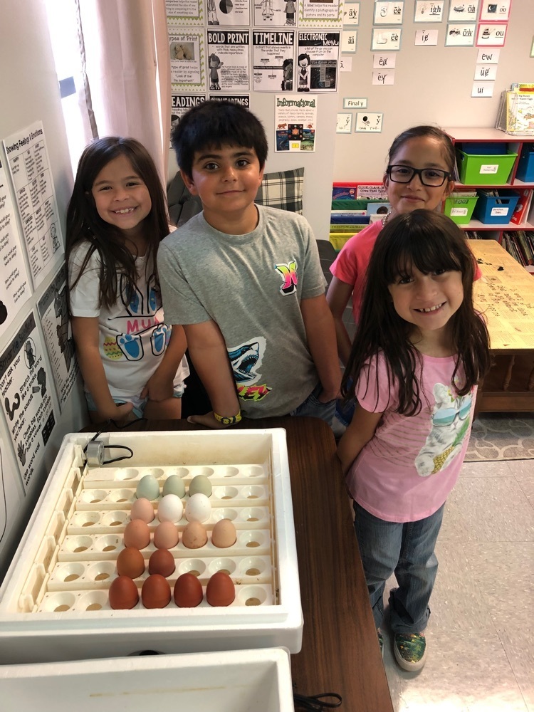 2nd graders are learning about the life cycle by observing chicken eggs we’ve been incubating 