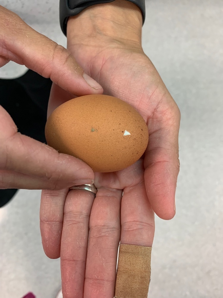 This morning 2nd graders were surprised to see that 2 of our chicken eggs hatched, and a 3rd egg will soon. 