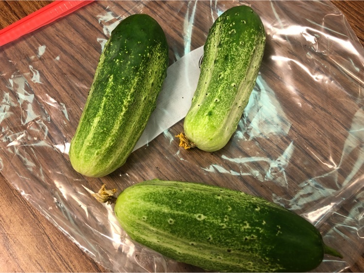 2nd Graders have been learning about plants, and how some of our food are roots, stems, or flowers. They observed fresh picked cucumbers with the flowers still attached before learning how to make pickles. 